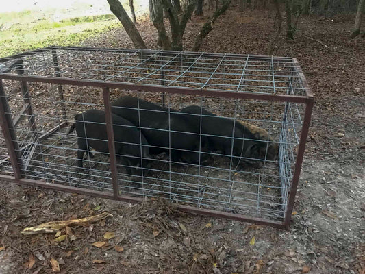 Nuisance Hog Removal